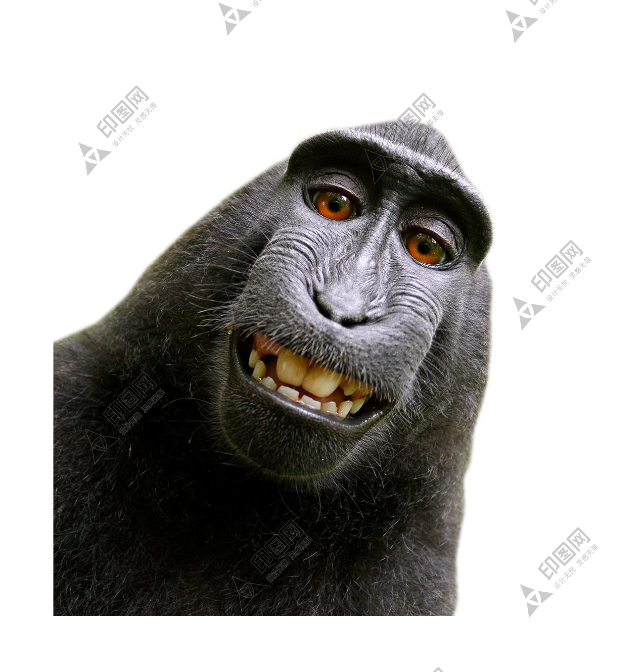 猴子_猴_monkey_monkey