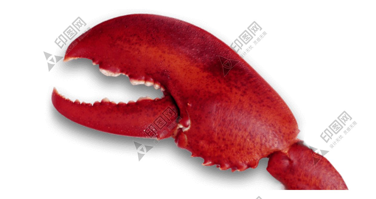 红色_龙虾_小龙虾_虾_lobster_lobster