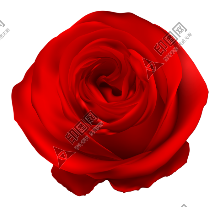 玫瑰_薔薇_花朵_花_玫瑰花_rose_rose