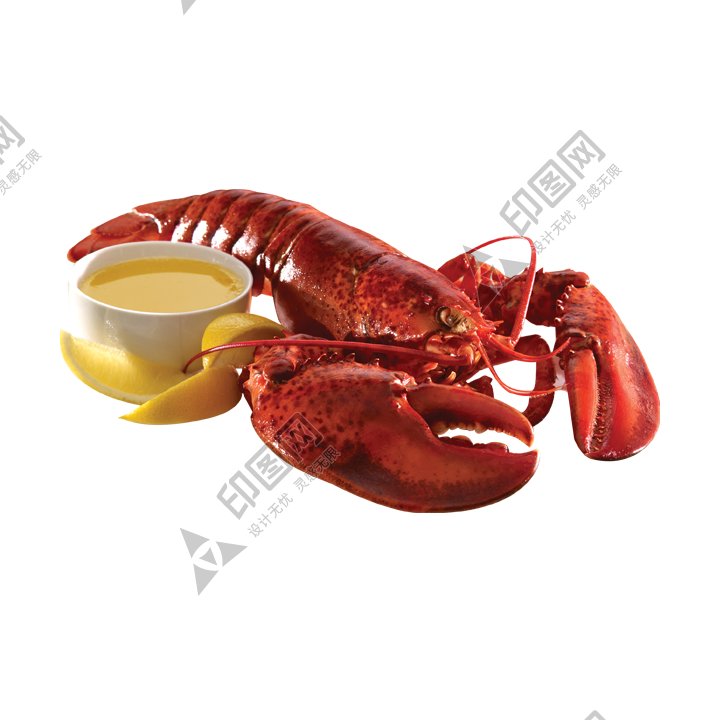 紅色_龍蝦_小龍蝦_蝦_lobster_lobster