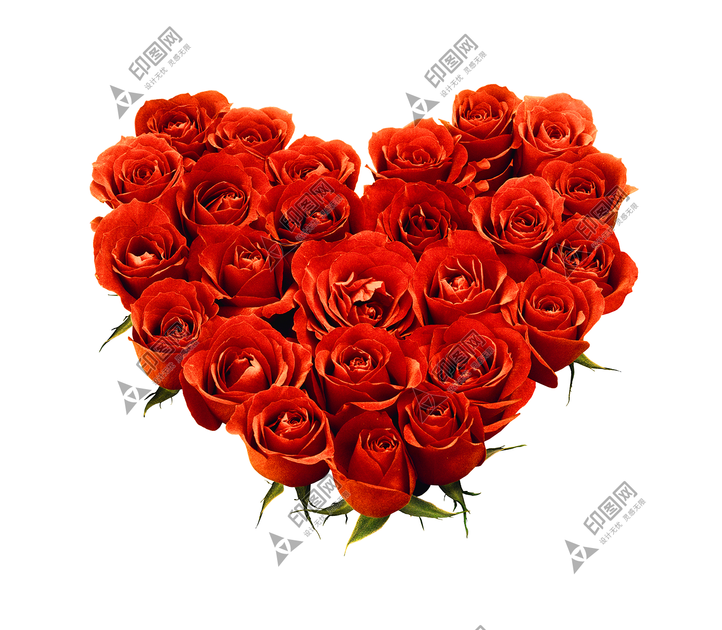 玫瑰_薔薇_花朵_花_玫瑰花_rose_rose