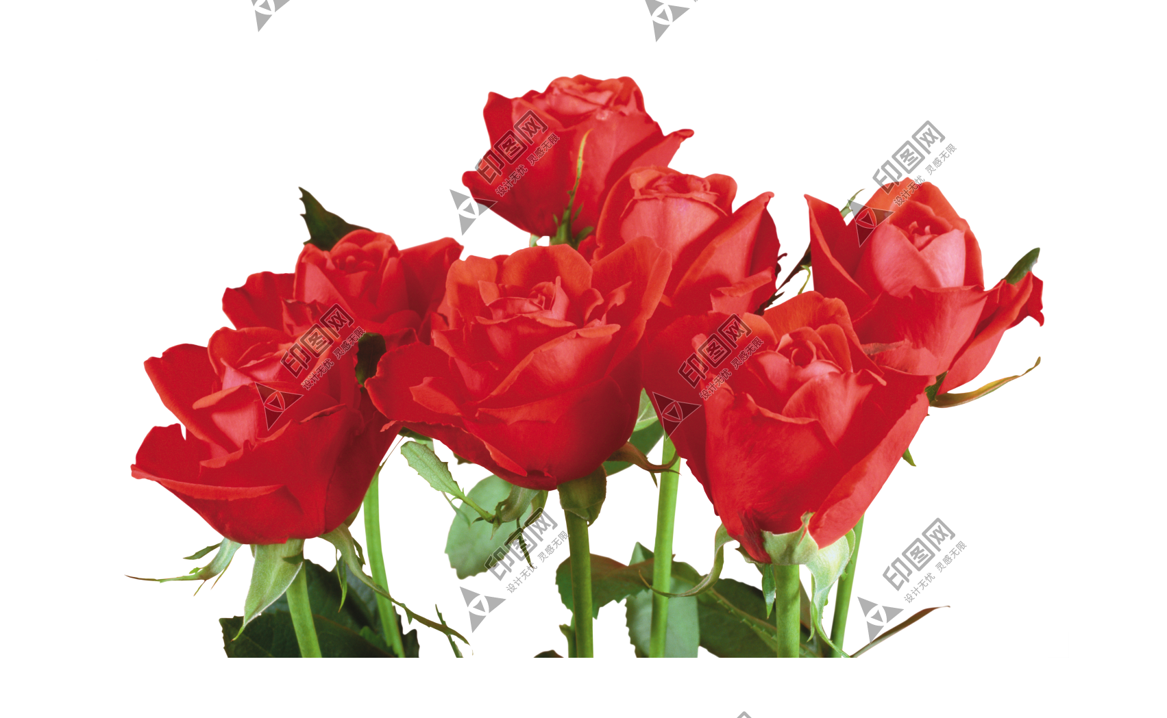 玫瑰_薔薇_花朵_花_玫瑰花_rose_rose