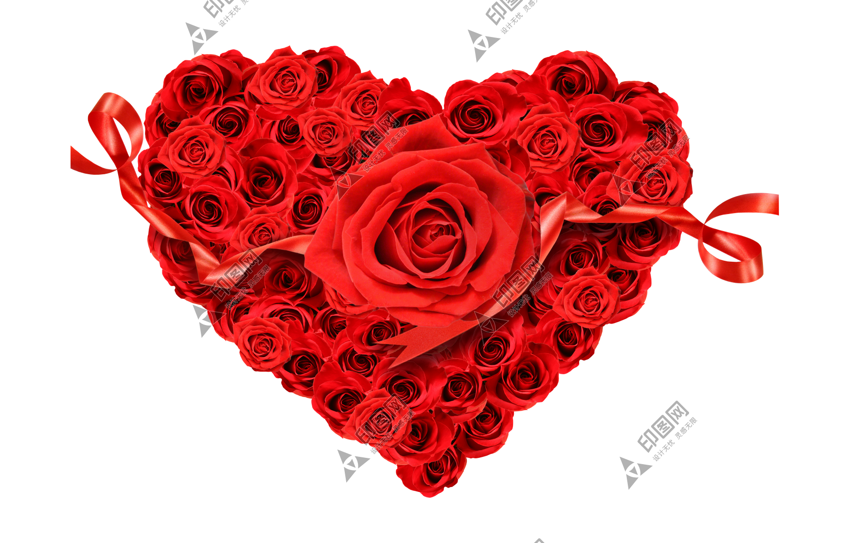 玫瑰_薔薇_花朵_花_玫瑰花_rose_rose
