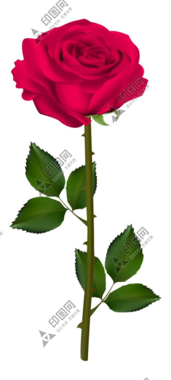 玫瑰_薔薇_花朵_花_玫瑰花_rose_rose