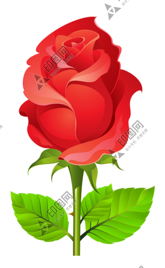 玫瑰_蔷薇_花朵_花_玫瑰花_rose_rose