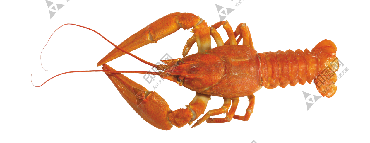 紅色_龍蝦_小龍蝦_蝦_lobster_lobster