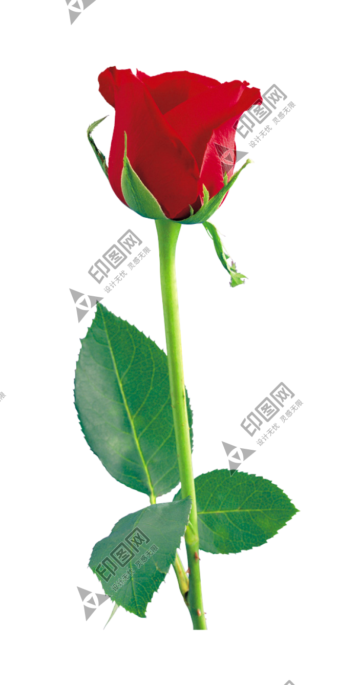 玫瑰_薔薇_花朵_花_玫瑰花_rose_rose
