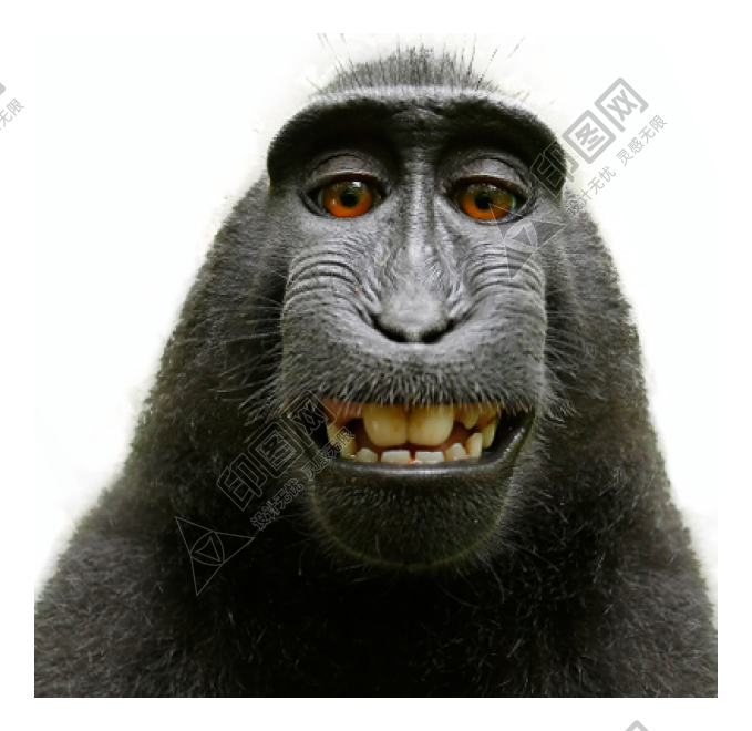 猴子_猴_monkey_monkey