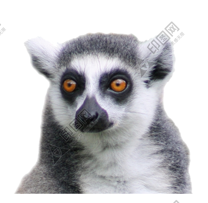 狐猴_猴子_lemur_lemur