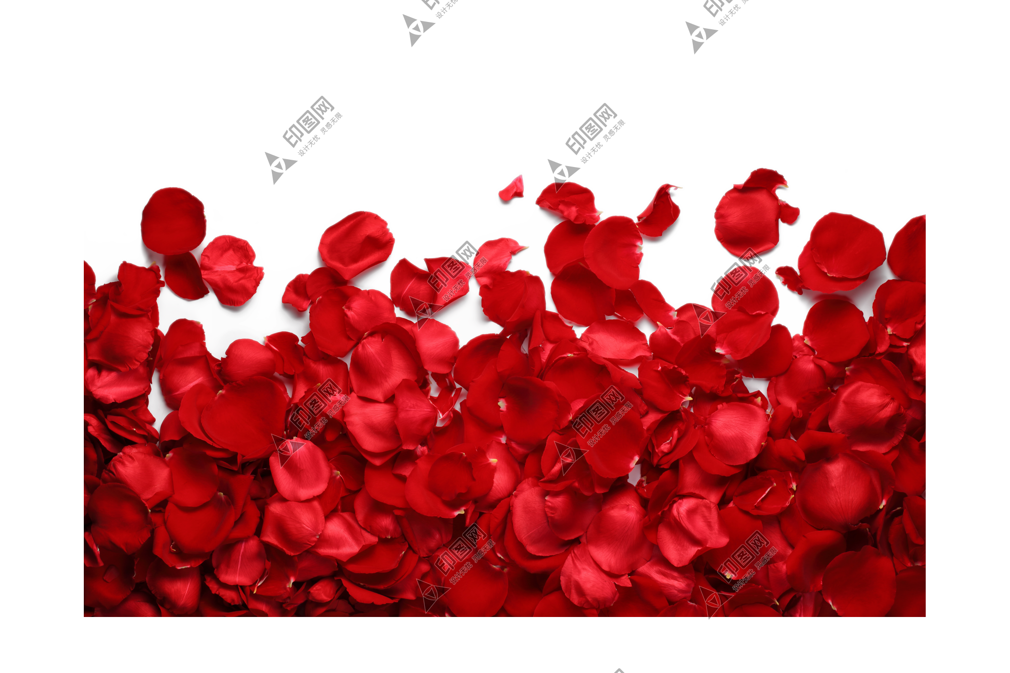 玫瑰_薔薇_花朵_花_玫瑰花_rose_rose