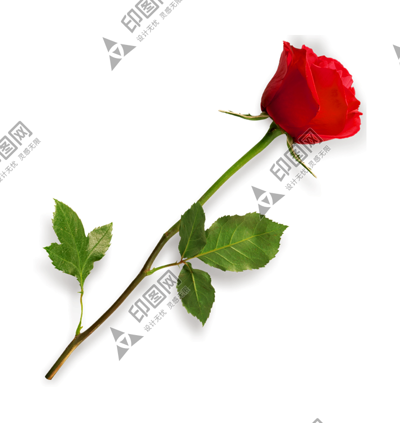 玫瑰_薔薇_花朵_花_玫瑰花_rose_rose
