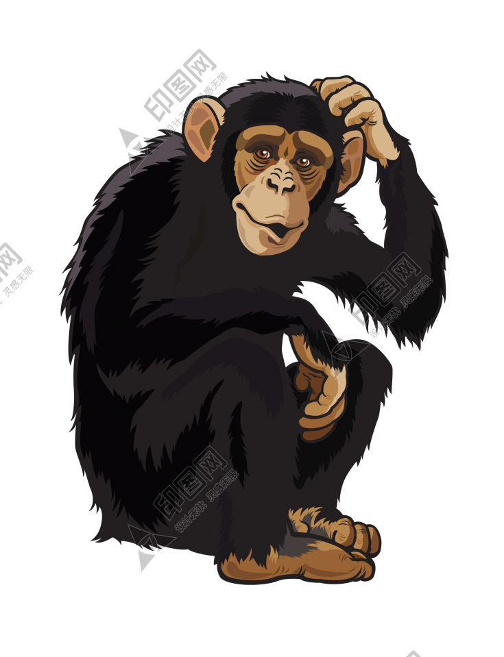猴子_猴_monkey_monkey