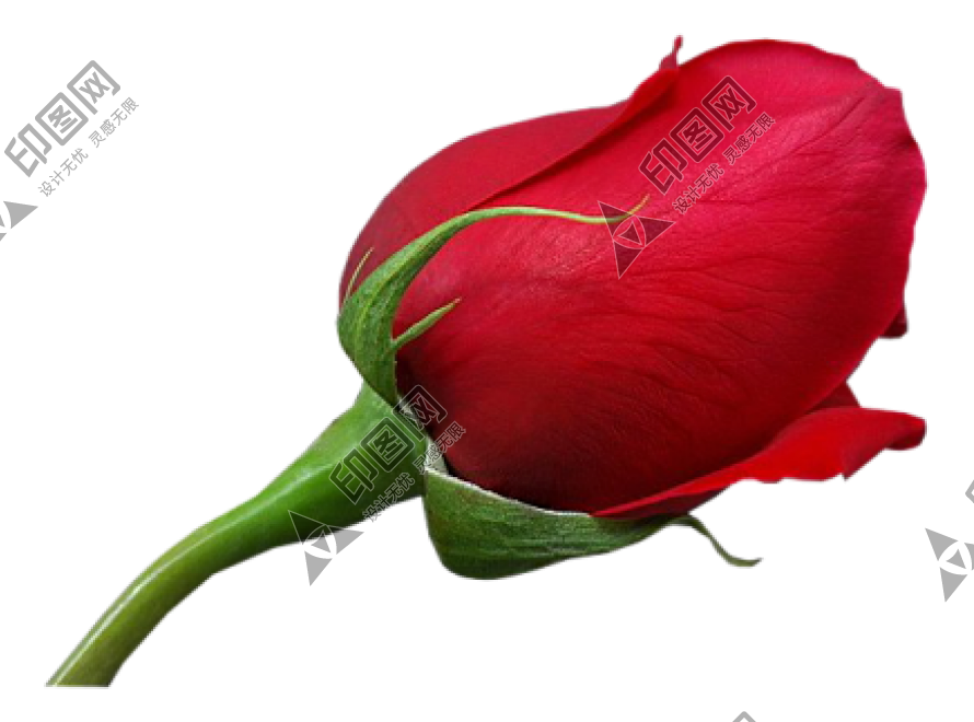 玫瑰_薔薇_花朵_花_玫瑰花_rose_rose