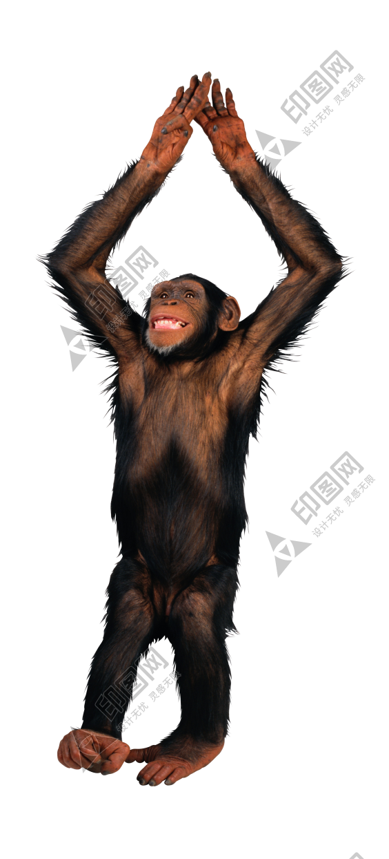 猴子_猴_monkey_monkey