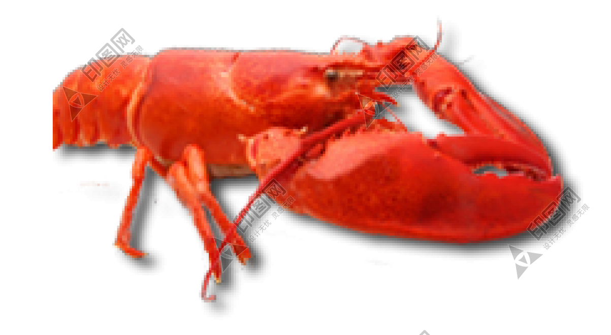 紅色_龍蝦_小龍蝦_蝦_lobster_lobster