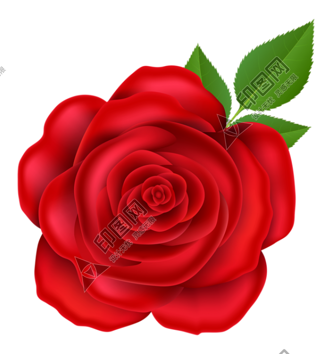 玫瑰_薔薇_花朵_花_玫瑰花_rose_rose