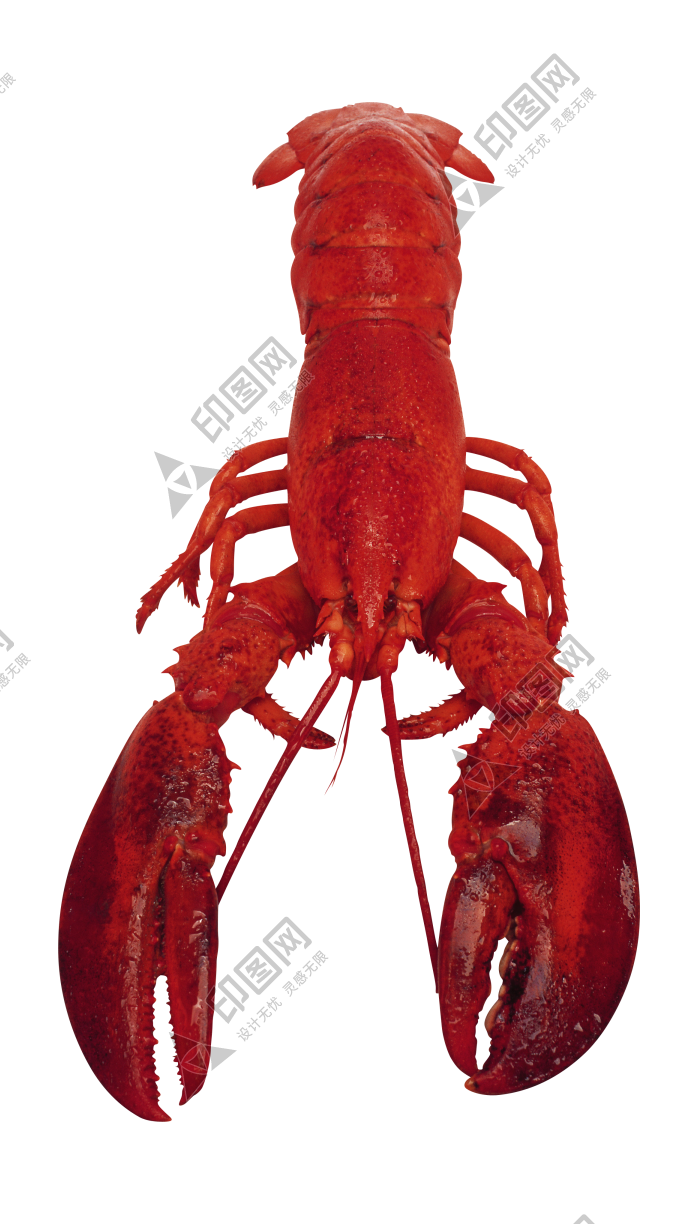 紅色_龍蝦_小龍蝦_蝦_lobster_lobster