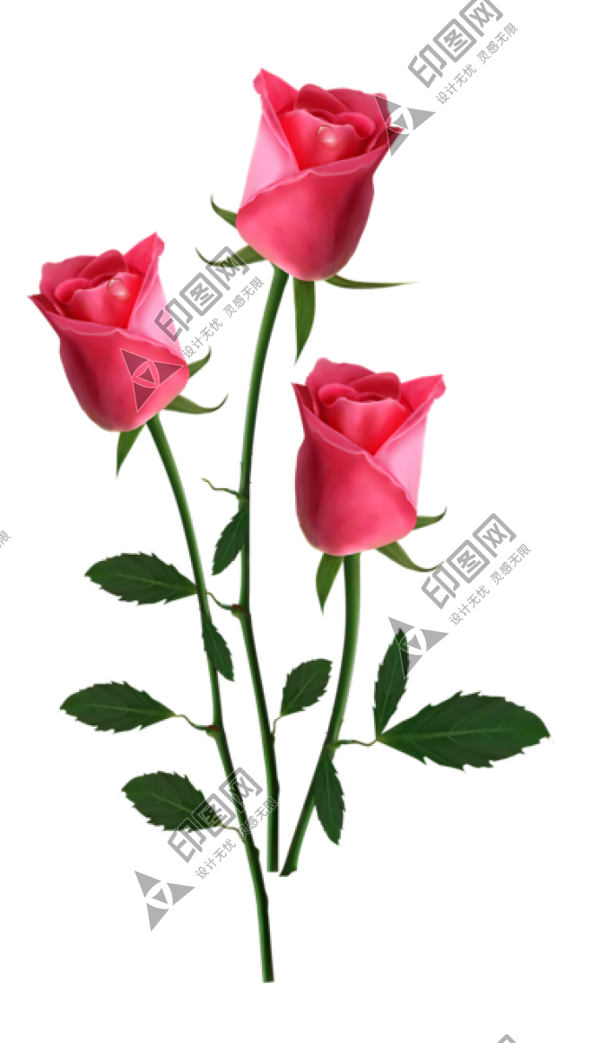 玫瑰_薔薇_花朵_花_玫瑰花_rose_rose