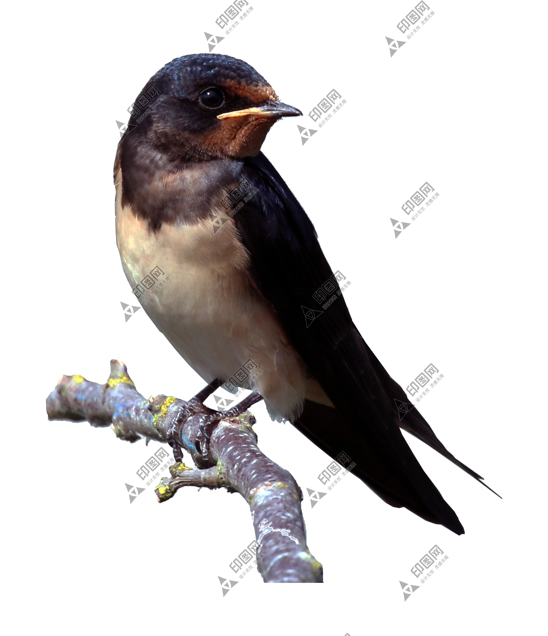 鸟_燕子_燕_swallow_swallow