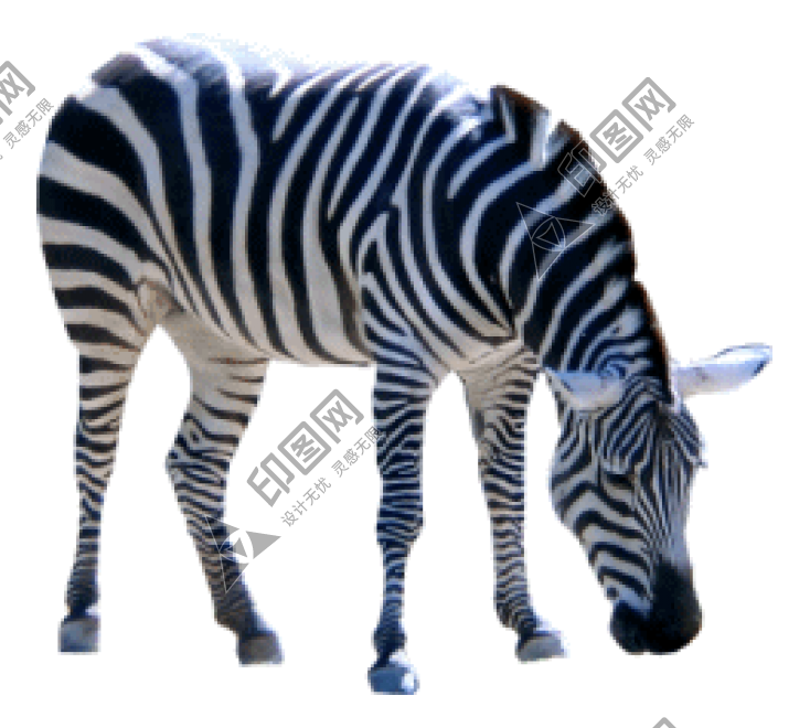 斑马_zebra_zebra