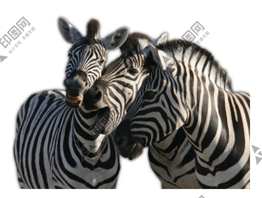斑马_zebra_zebra