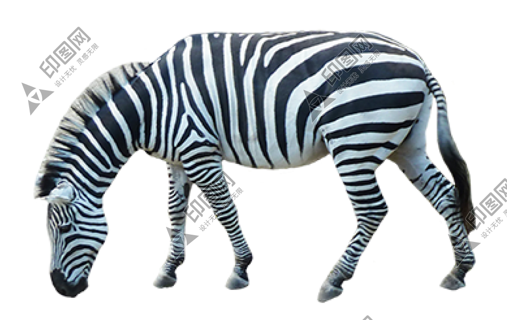 斑马_zebra_zebra
