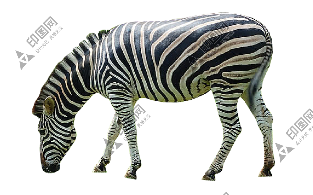 斑马_zebra_zebra