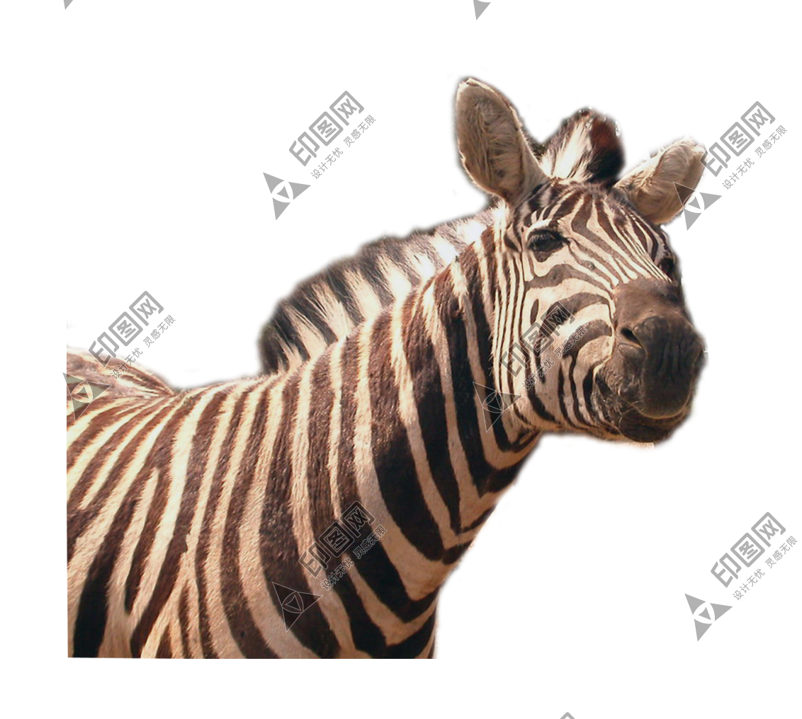 斑马_zebra_zebra