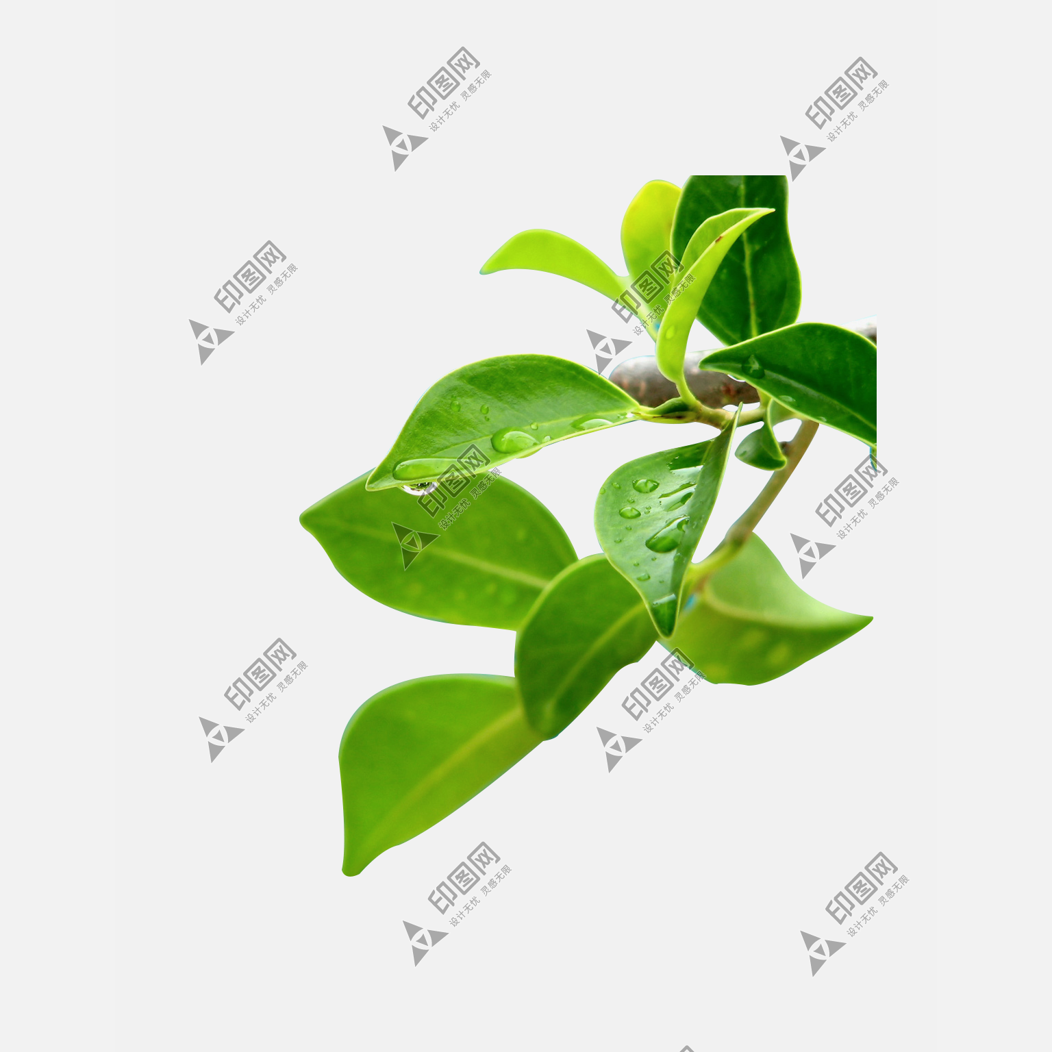 叶子 png 植物绿色素材 