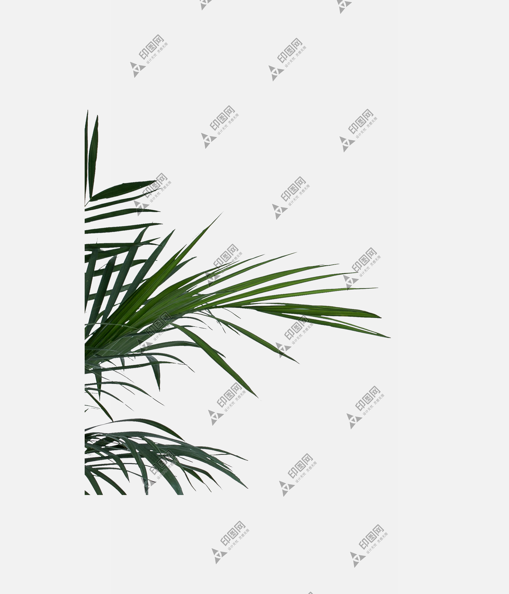 树叶叶子png