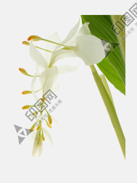 葉子