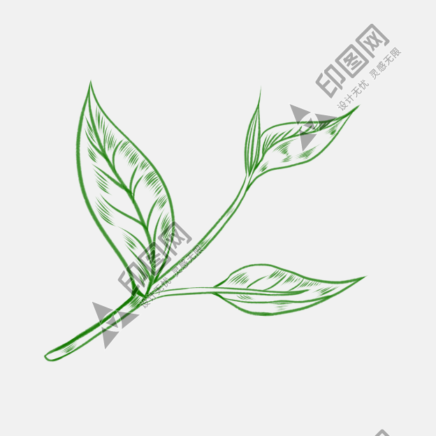 線描綠色茶葉