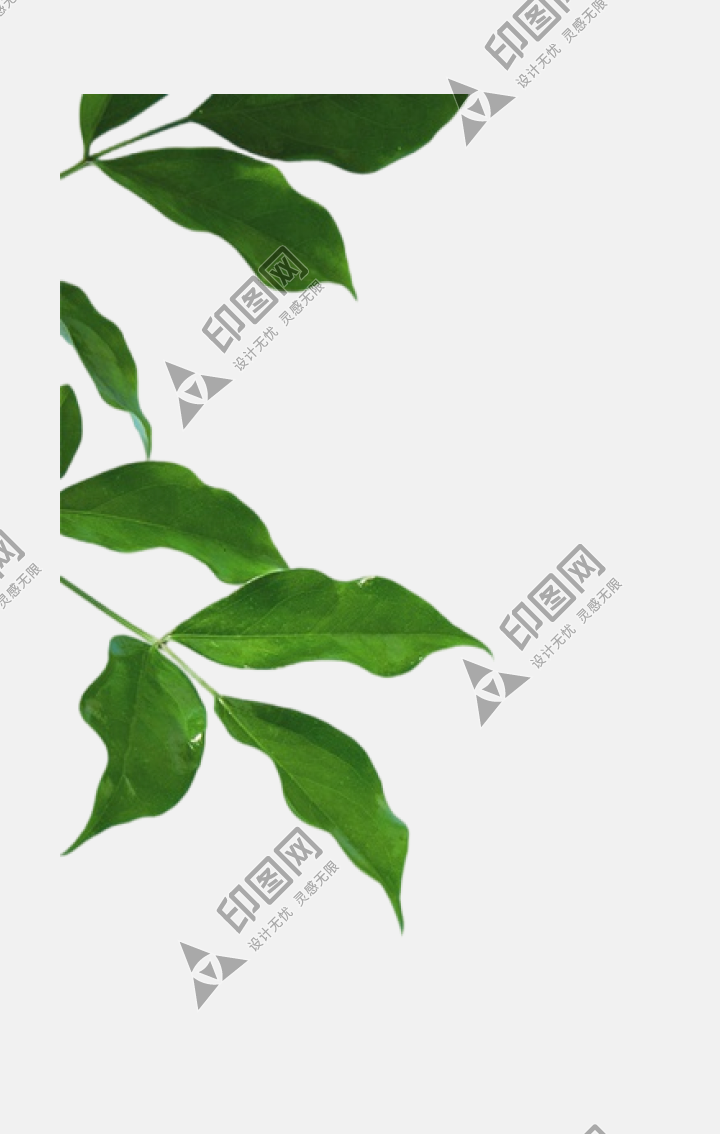 葉子樹葉png