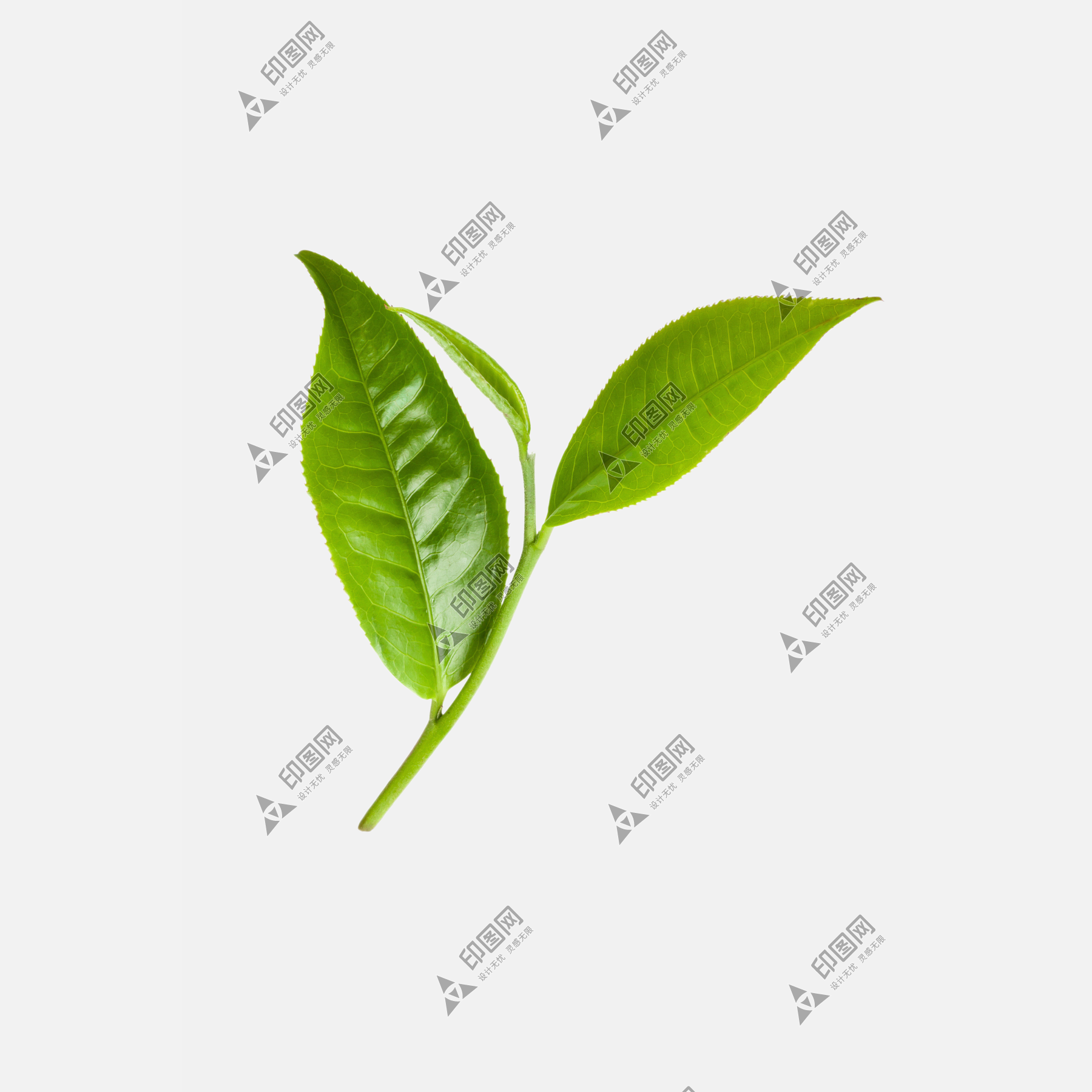 樹(shù)葉葉子png