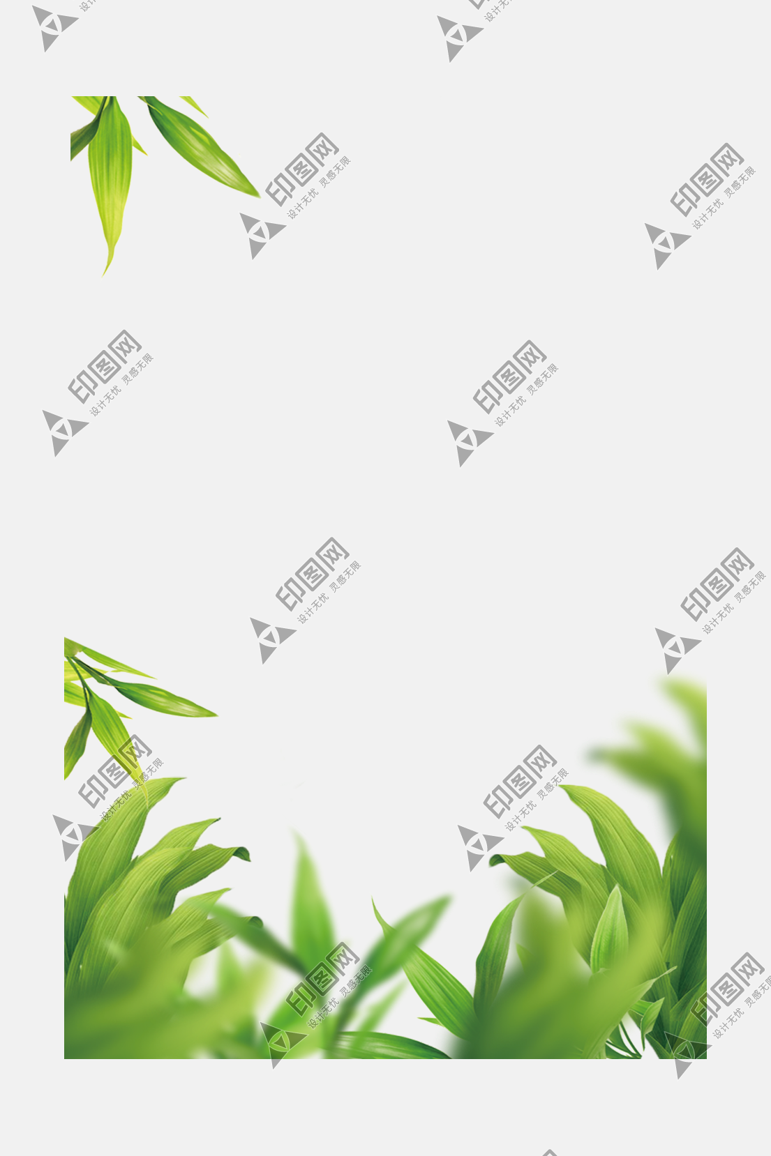 樹葉葉子png