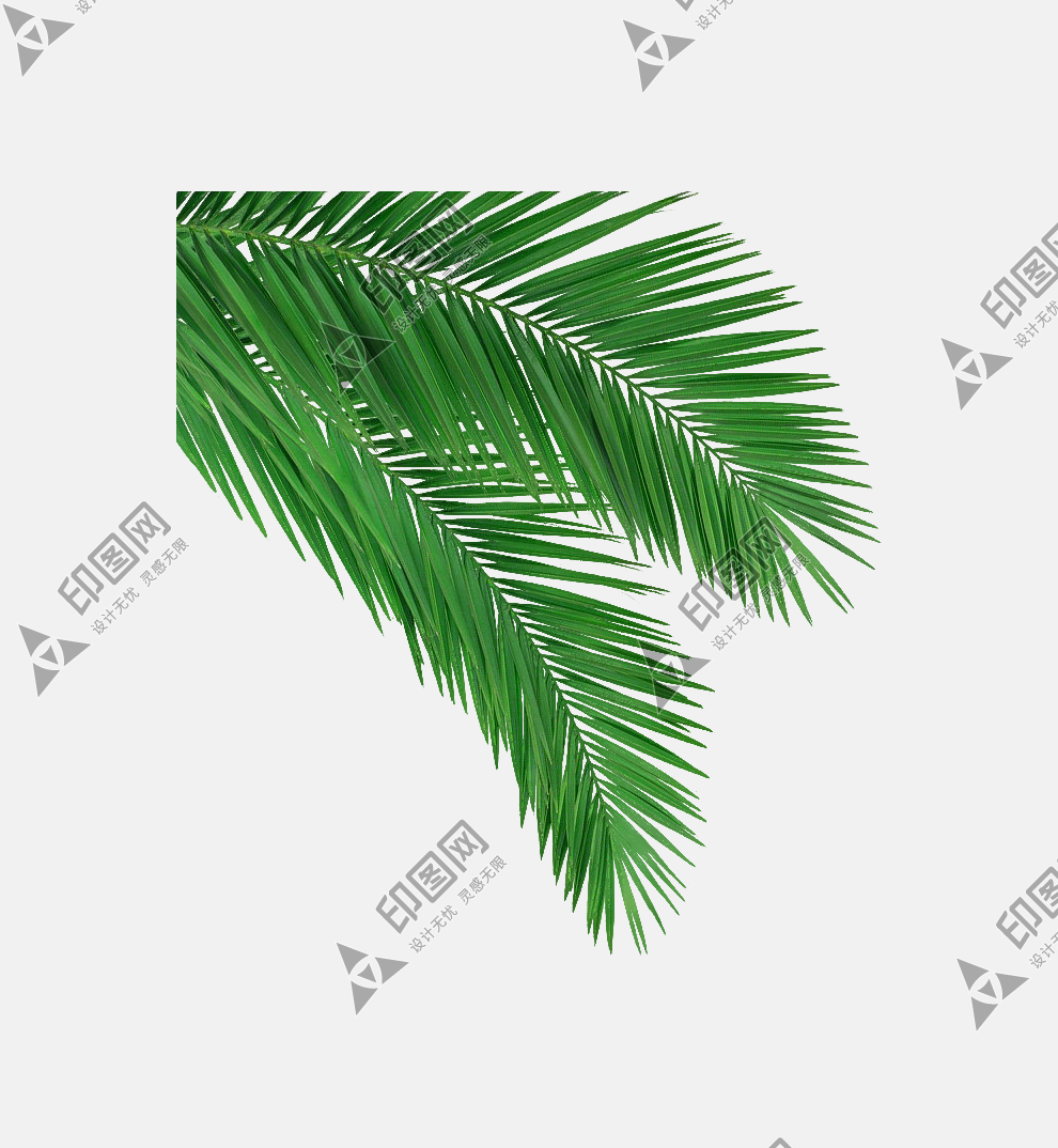 樹葉葉子png
