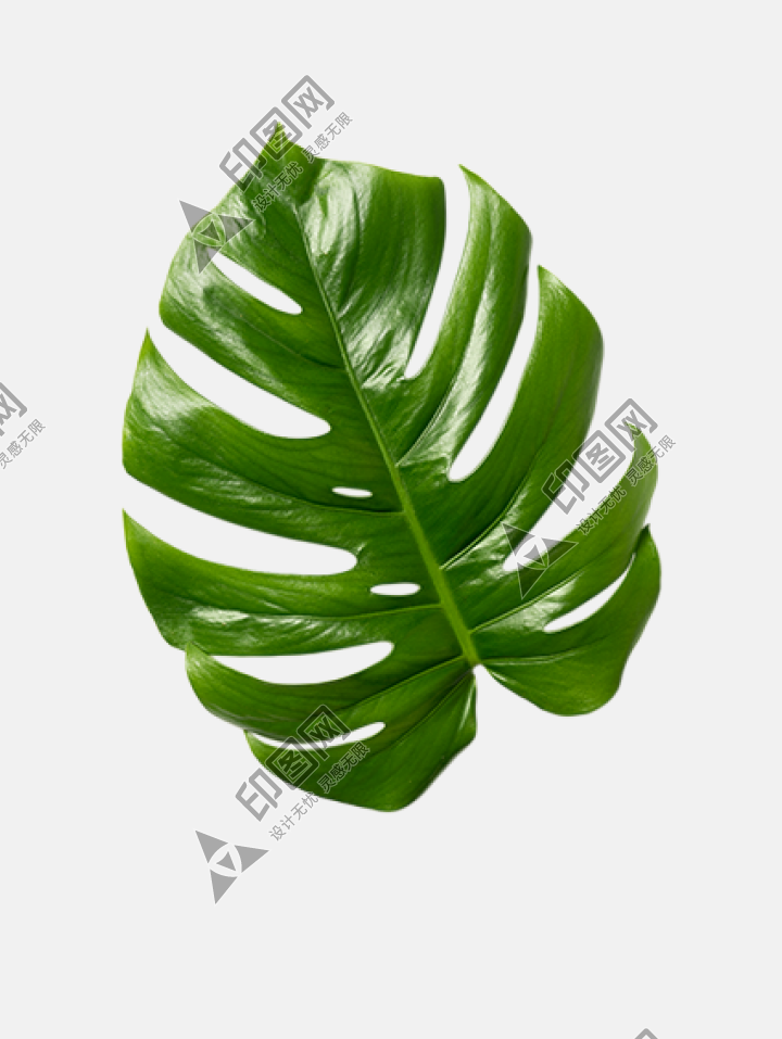 綠葉 葉子