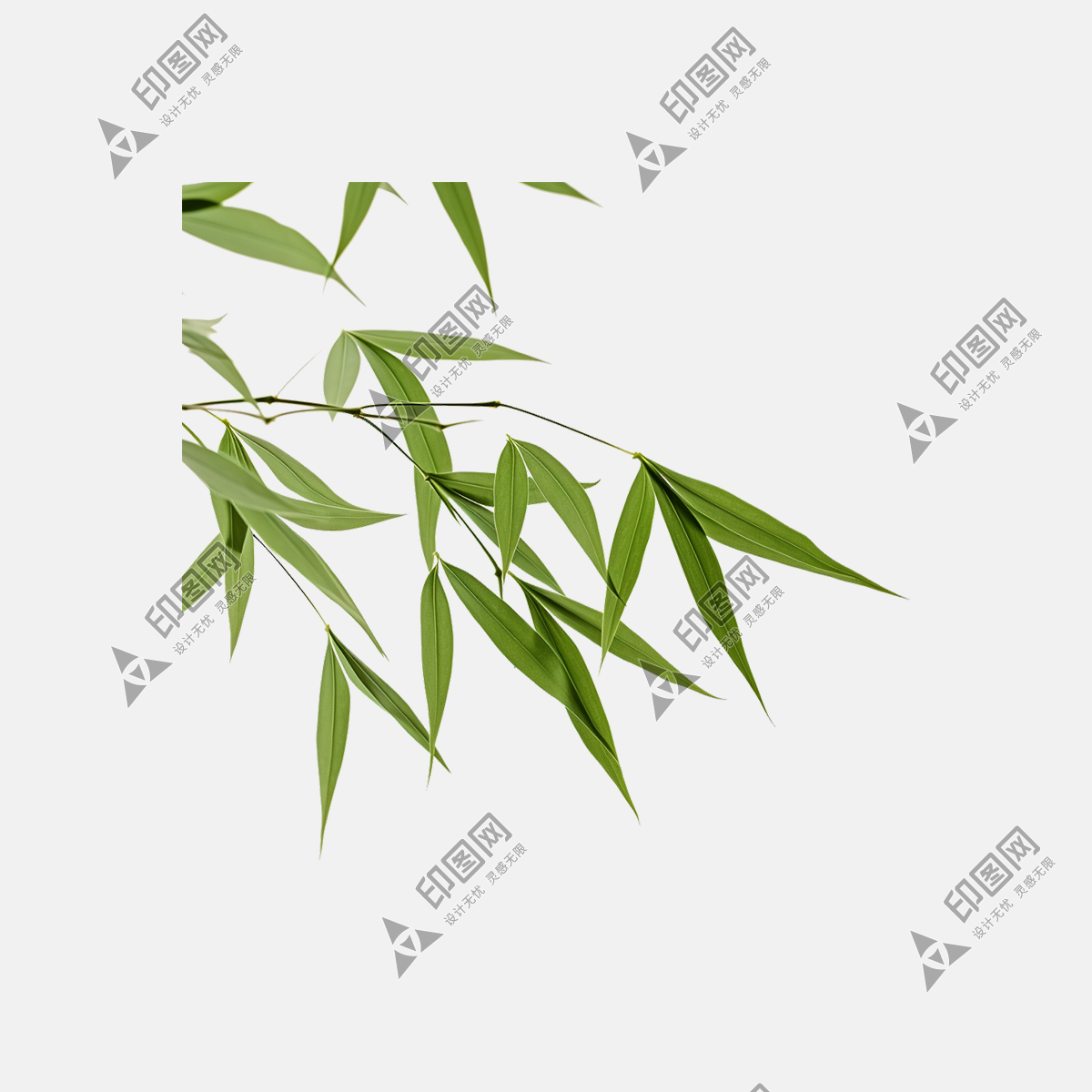 竹葉