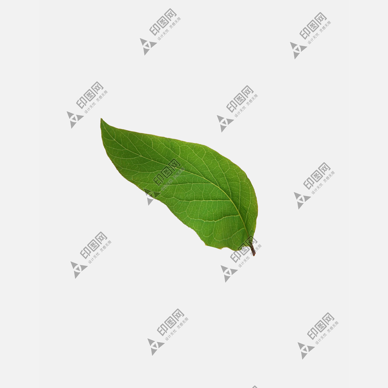 PNG_落叶