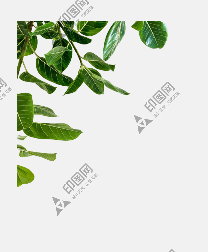 树叶叶子png