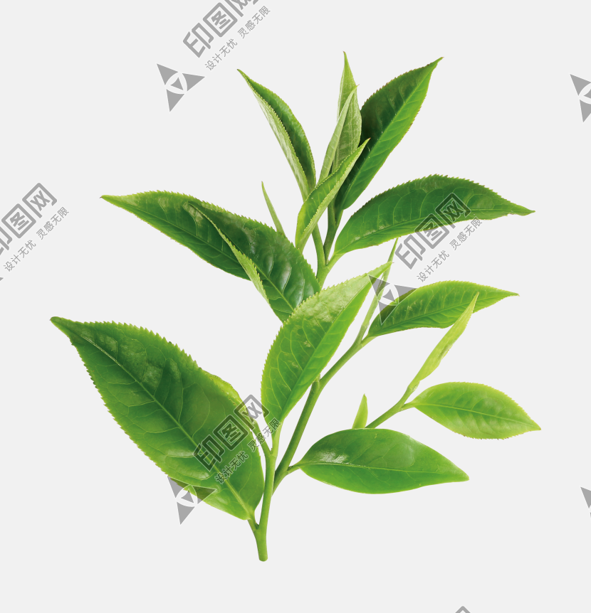 茶樹綠茶茶葉綠葉樹枝