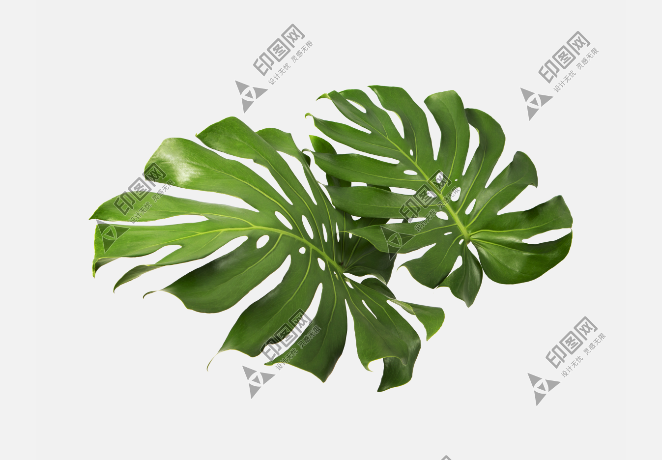 树叶叶子png
