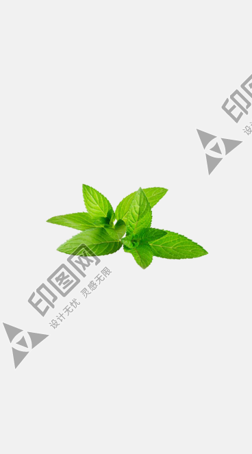 綠葉