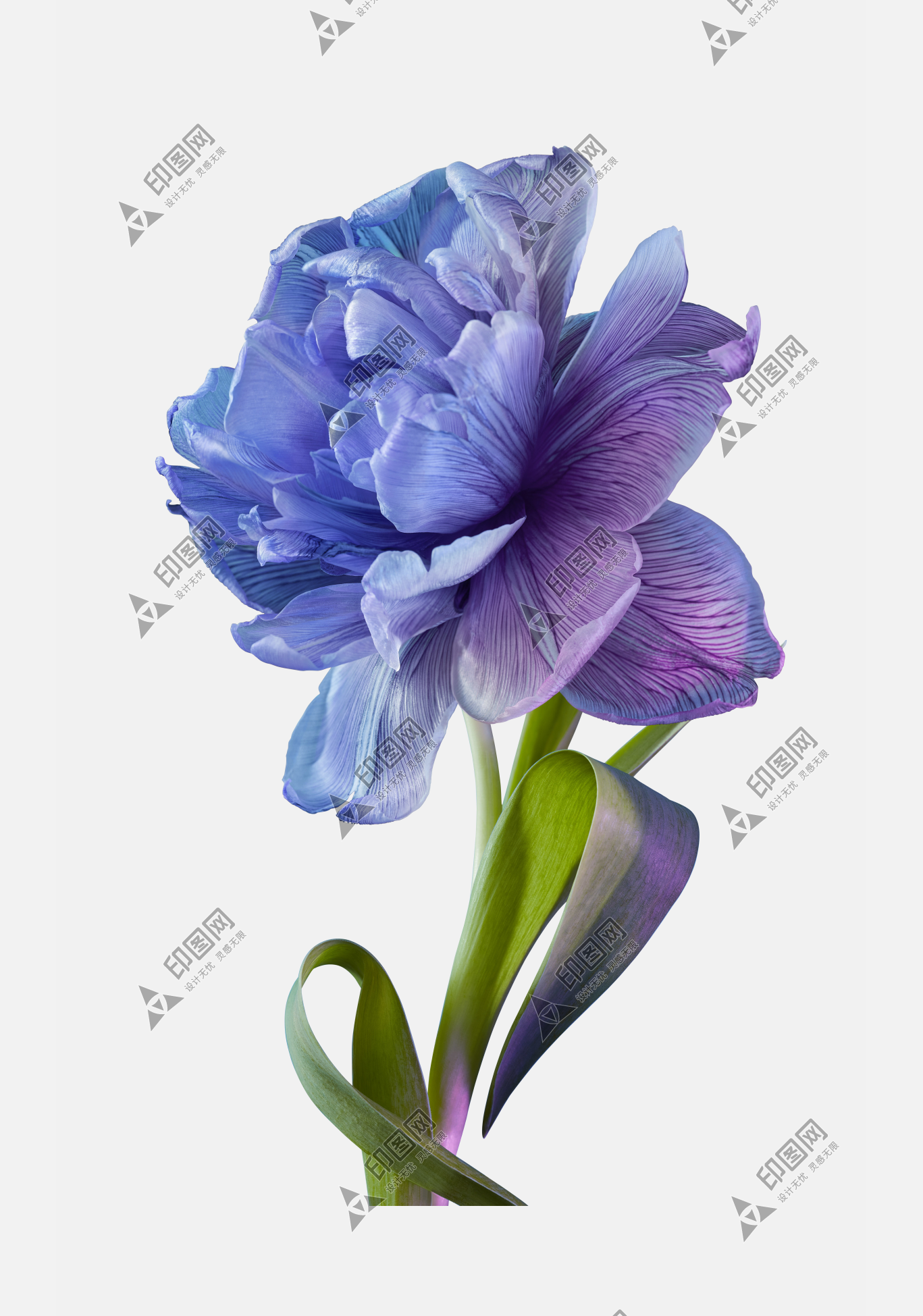 花瓣P(guān)NG素材