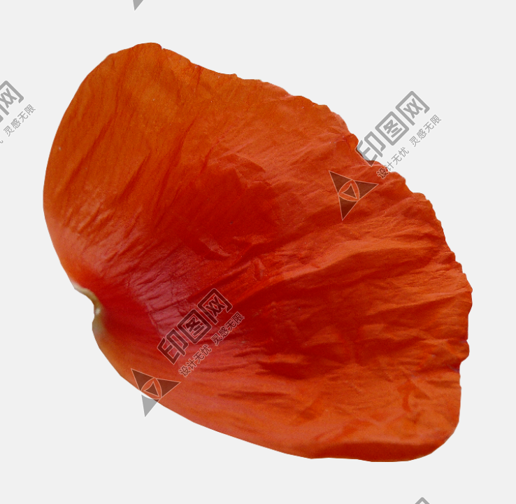 花瓣PNG素材