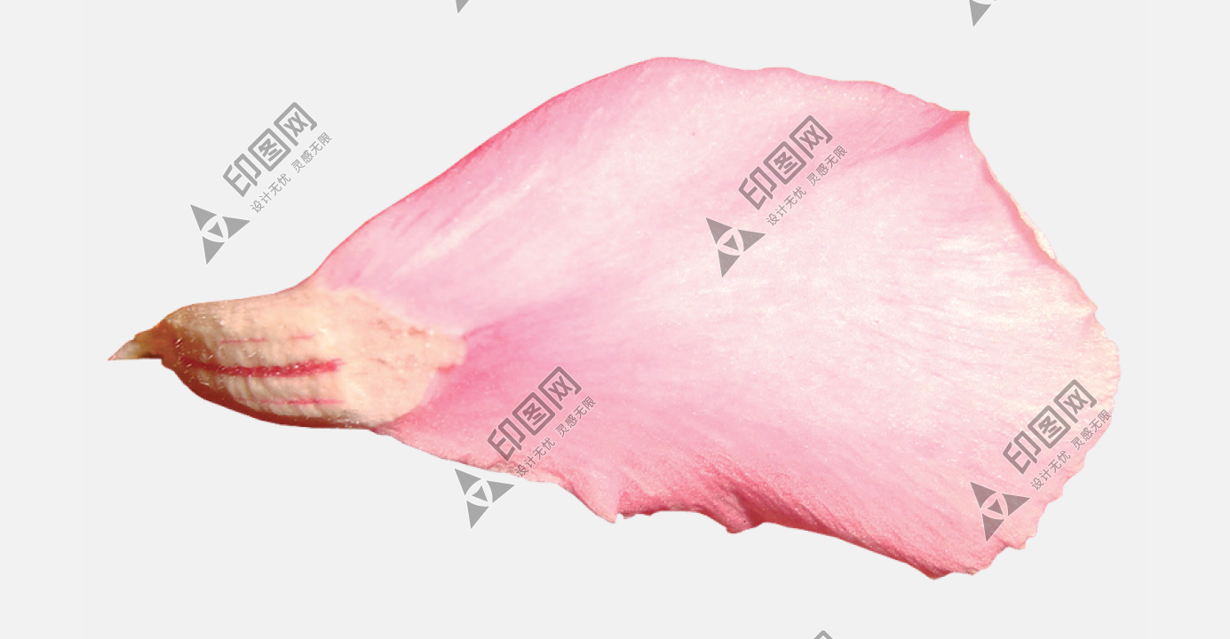 花瓣PNG素材