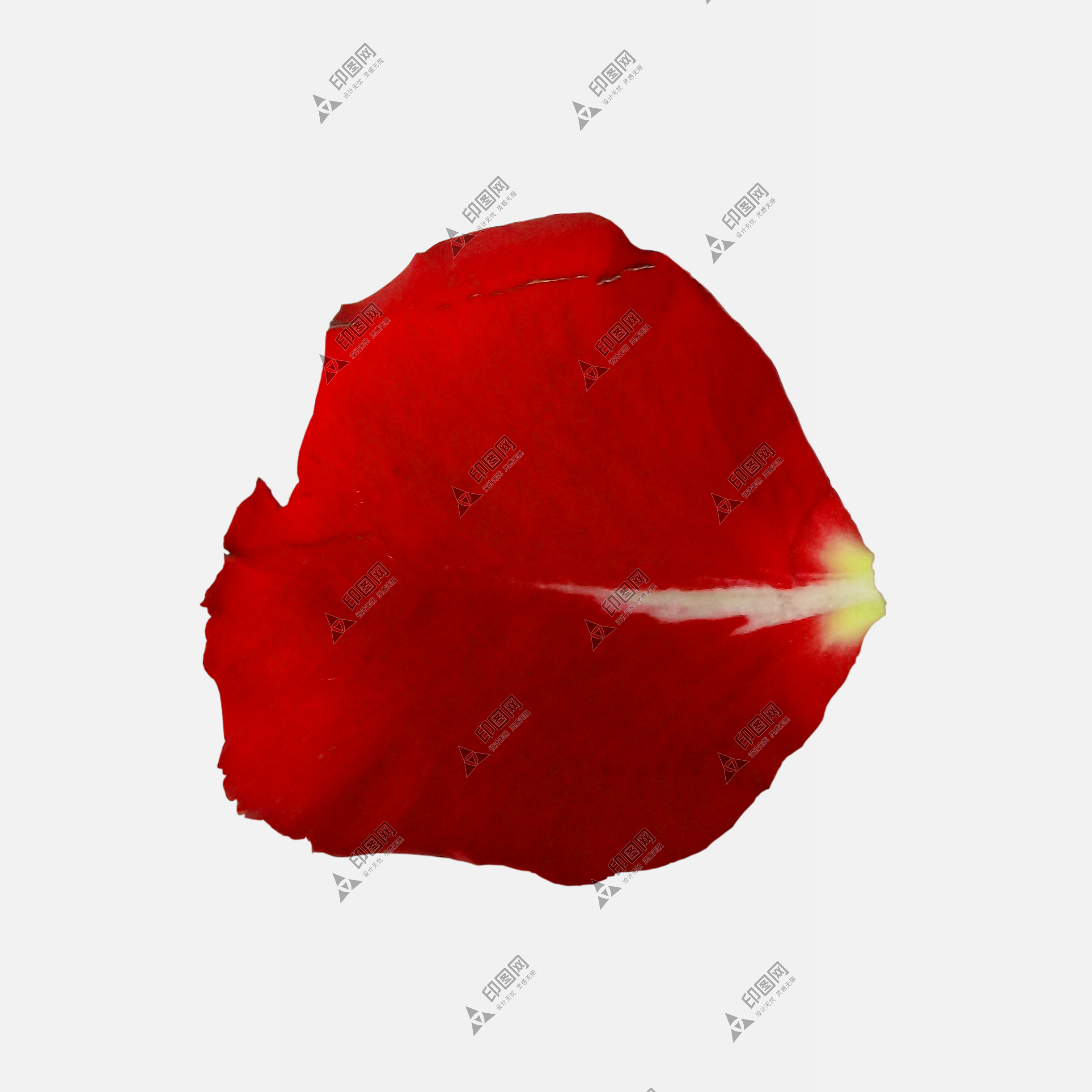 花瓣PNG素材