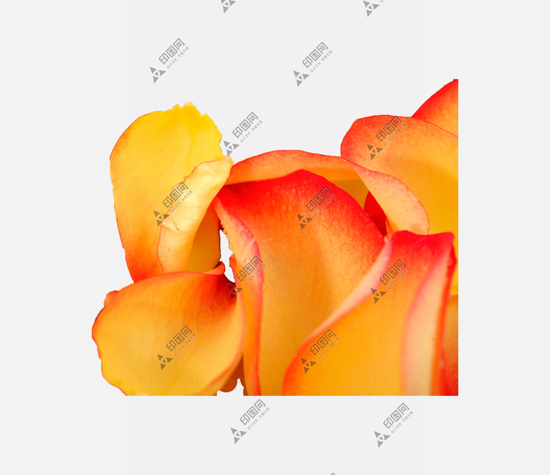 花瓣P(guān)NG素材
