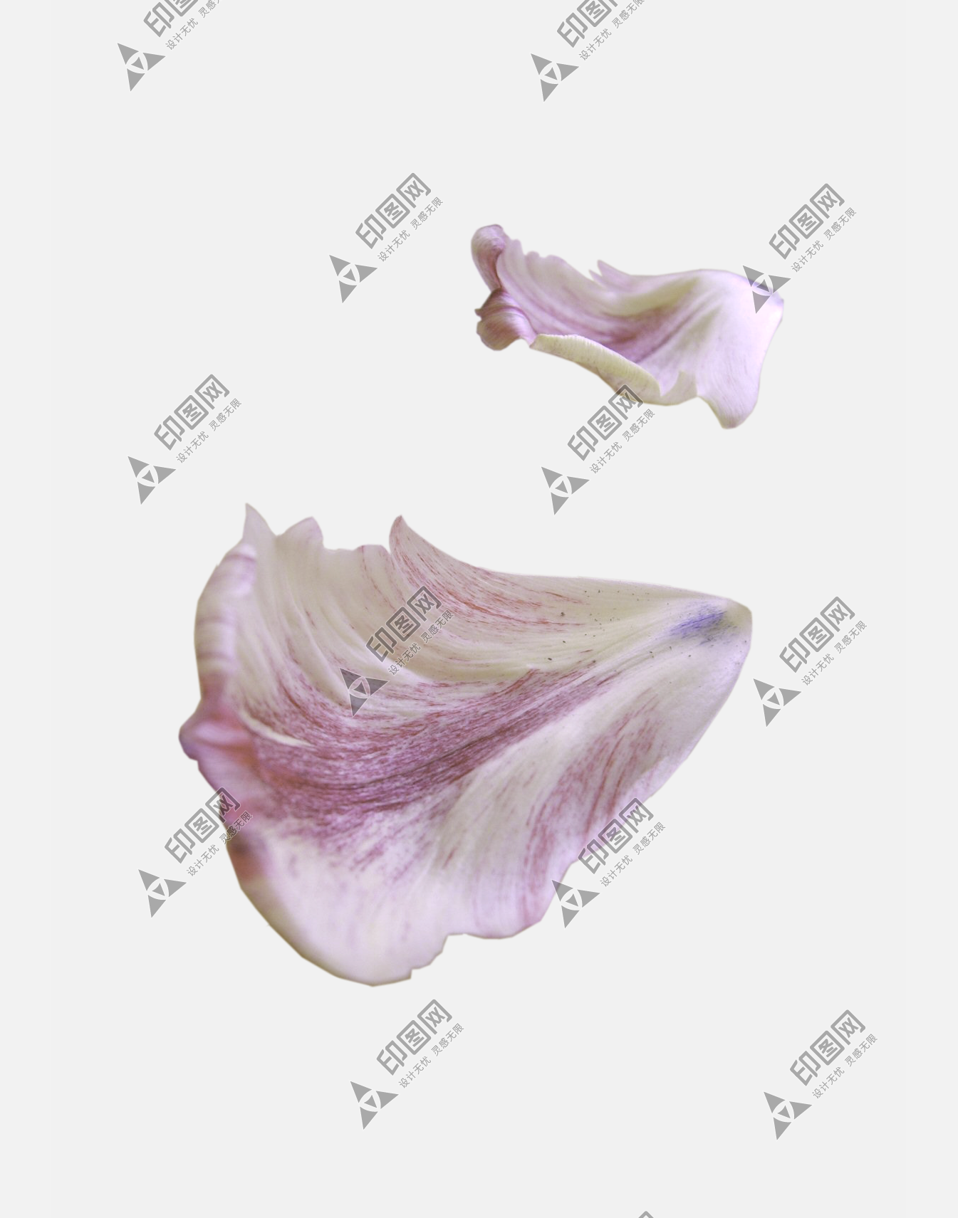 花瓣PNG素材