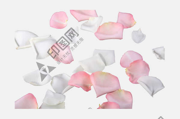 花瓣PNG素材